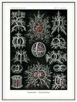 Tympanidium - Stephoidea (Kunstformen der Natur), Ernst Haeckel - Foto op Akoestisch paneel - 60 x 80 cm