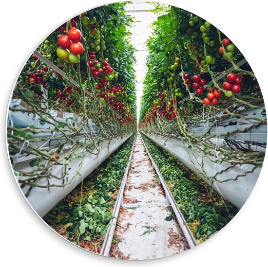 Forex Wandcirkel - Tussen de Tomatenplanten - 50x50cm Foto op Wandcirkel (met ophangsysteem)