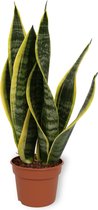 WL Plants - Sansevieria Laurentii - Vrouwentong - Kamerplanten - Gemakkelijk Te Verzorgen - ± 40cm hoog - 12 cm diameter - In Kweekpot