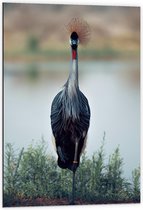 Dibond - Kraanvogel bij het Water - 60x90cm Foto op Aluminium (Met Ophangsysteem)