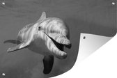 Tuinposter - Tuindoek - Tuinposters buiten - Tuimelaar dolfijn onder water - zwart wit - 120x80 cm - Tuin