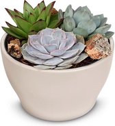 Kamerplanten van Botanicly – 3 × Vetplanten mix – Hoogte: 13 cm – Succulentus