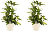 Hellogreen Kamerplant - Duo Dracaena Surculosa - 55 cm - Elho brussels soap