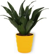 Kamerplant Dracaena Compacta - ± 20cm hoog – 19cm diameter - in gele pot