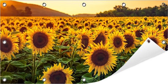 Tuinposter met zonnebloemveld bij zonsondergang, rechtsonder deels opgerold, inclusief zilveren ringen.