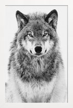 JUNIQE - Poster in houten lijst Winterwolf -40x60 /Grijs