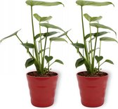 2x Kamerplant Monstera Deliciosa Tauerii – Gatenplant - ±  30cm hoog – 12cm diameter - in rode pot