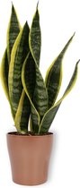 Kamerplant Sansevieria - Vrouwentong - ± 40cm hoog - In koperkleurige pot