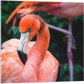 Acrylglas - Lichtroze Flamingo - 100x100cm Foto op Acrylglas (Wanddecoratie op Acrylglas)