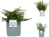 Hellogreen Kamerplant - Varen mix - 48 cm - sierpot Pure Tess