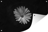 Muurdecoratie Een wit madeliefje op een zwarte achtergrond - 180x120 cm - Tuinposter - Tuindoek - Buitenposter