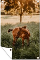 Le poulain Quarter Horse regarde 80x120 cm