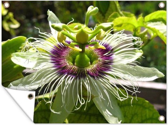 Gros plan d'une passiflore au milieu de la verdure 160x120 cm XXL / Groot format!