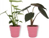 Set van 2 Kamerplanten - Monstera Deliciosa & Alocasia Wentii- ±  30cm hoog - 12cm diameter - in Roze pot