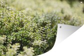 Muurdecoratie Verse tijm kruid planten groeien in een kruidentuin - 180x120 cm - Tuinposter - Tuindoek - Buitenposter
