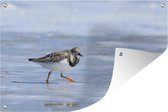 Affiche de jardin Turnstone promenades dans les eaux peu profondes 120x80 cm - Toile de jardin / Toile d'extérieur / Peintures pour l'extérieur (décoration de jardin)