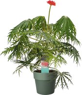 Kamerplant van Botanicly – Jatropha multifida in groen pot als set – Hoogte: 35 cm