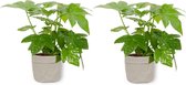 2x Kamerplant Fatsia Japonica – Vingerplant - ± 25cm hoog – 12 cm diameter - in grijze sierzak