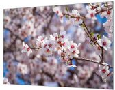 Wandpaneel Witte kersen bloesems in bloei  | 210 x 140  CM | Zwart frame | Wand-beugels (27 mm)