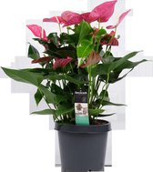 Decorum Anthurium Maine - Luchtzuiverende Kamerplant - 70cm