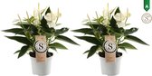 Duo Anthurium White Champion - Kamerplant - 30cm