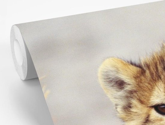 Papier peint - Papier peint Papier peint photo Cheeta - Jeune - Portrait - Largeur 420 cm x hauteur 280 cm