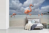Behang - Fotobehang Flamingo's op Flamingostrand op Aruba - Breedte 600 cm x hoogte 400 cm