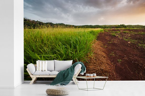 La citronnelle saine pousse à l'état sauvage dans les régions rurales de la Jamaïque papier peint photo vinyle 360x240 cm - Tirage photo sur papier peint
