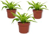 Set van 3 Kamerplanten - Asplenium Antiquum - Vogelnestvaren - ± 20cm hoog - 12cm diameter