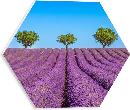 PVC Schuimplaat Hexagon - Lavendel Bloemenveld met Rij Groene Bomen - 30x26.1 cm Foto op Hexagon (Met Ophangsysteem)