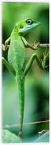 WallClassics - Acrylglas - Groene Kameleon Hangend aan een Takje - 20x60 cm Foto op Acrylglas (Met Ophangsysteem)