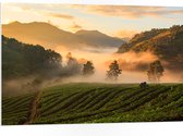 PVC Schuimplaat- Ochtend Mist tussen de Bomen in Landschap - 105x70 cm Foto op PVC Schuimplaat