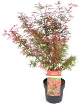 Acer palmatum 'Shaina' - Potmaat 19cm - Hoogte 70cm