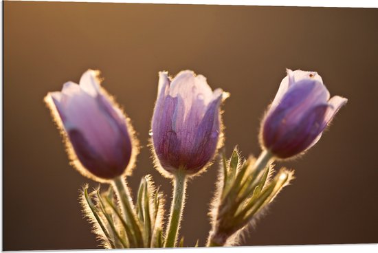Dibond - Zonlicht tegen Roze Tulpjes - 90x60 cm Foto op Aluminium (Met Ophangsysteem)
