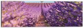 Dibond - Pad naar Boom in het Lavendelveld - 60x20 cm Foto op Aluminium (Met Ophangsysteem)