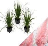 WL Plants - Set van 3 - Cortaderia Selloana - Roze - Pampasgras - Tuinplanten - Siergras - Winterhard - ± 25cm hoog - 9cm diameter - in Kweekpot