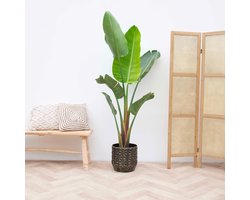 Strelitzia Augusta - 210cm - ⌀30