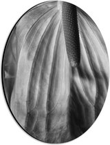Dibond Ovaal - Spathiphyllum Cochlearspathum Bloem - Zwart/Wit - 21x28 cm Foto op Ovaal (Met Ophangsysteem)