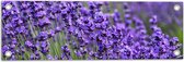 Tuinposter – Lavendel Planten op een Grasveld - 60x20 cm Foto op Tuinposter (wanddecoratie voor buiten en binnen)