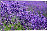 Tuinposter – Lavendel Planten op een Grasveld - 75x50 cm Foto op Tuinposter (wanddecoratie voor buiten en binnen)
