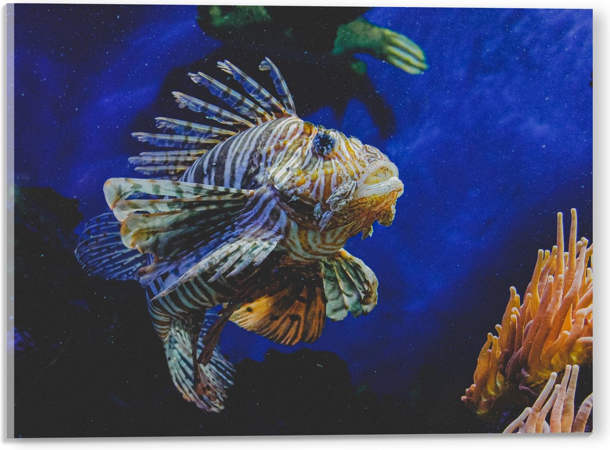 Acrylglas - Koraalduivel Vis tussen het Koraal in Blauwgekleurd Aquarium - 40x30 cm Foto op Acrylglas (Wanddecoratie op Acrylaat)