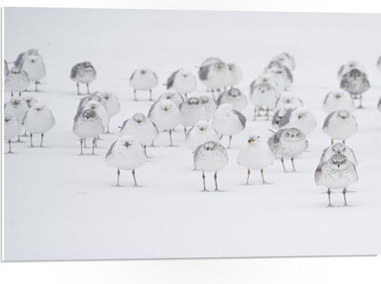 WallClassics - PVC Schuimplaat- Witte Vogels in de Witte Sneeuw - 75x50 cm Foto op PVC Schuimplaat