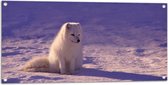 WallClassics - Tuinposter – Witte Vos in de Sneeuw met Paarse Gloed - Poolvos - 100x50 cm Foto op Tuinposter (wanddecoratie voor buiten en binnen)