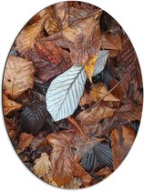 Dibond Ovaal - Bruine Bladeren - 51x68 cm Foto op Ovaal (Met Ophangsysteem)