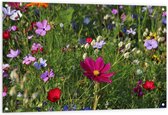 Tuinposter – Bloemenveld met Kleurrijke Bloemen - 120x80 cm Foto op Tuinposter (wanddecoratie voor buiten en binnen)