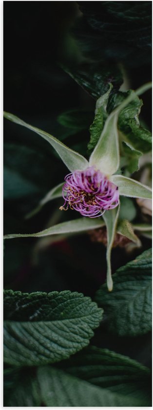 Poster Glanzend – Paarse Eucalyptus Planten met Donkergroene Bladeren - 40x120 cm Foto op Posterpapier met Glanzende Afwerking