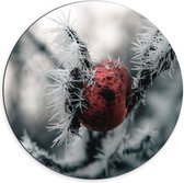 WallClassics - Dibond Muurcirkel - Rozenbottelvrucht aan Bevroren Tak - 70x70 cm Foto op Aluminium Muurcirkel (met ophangsysteem)