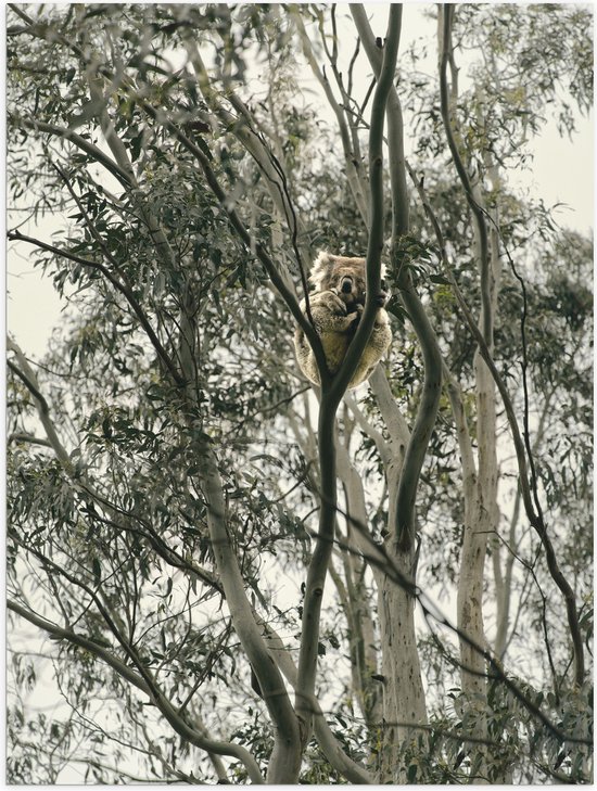 Poster Glanzend – Koala Beer in de Boom - 75x100 cm Foto op Posterpapier met Glanzende Afwerking