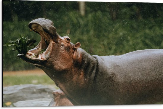 WallClassics - Dibond - Nijlpaard met Open Bek - 75x50 cm Foto op Aluminium (Met Ophangsysteem)