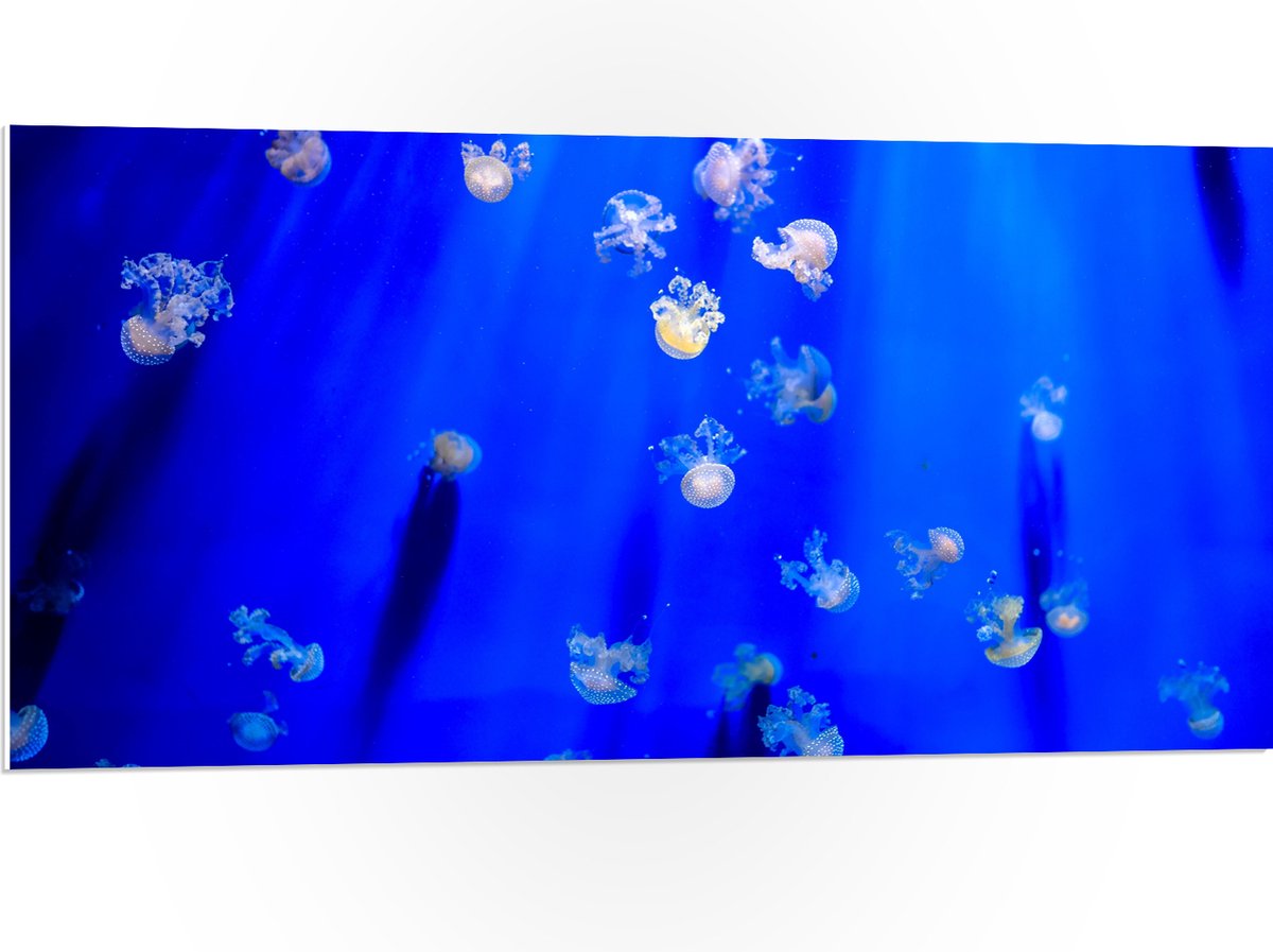 PVC Schuimplaat- Groep Mini Kwallen in het Aquarium - 100x50 cm Foto op PVC Schuimplaat